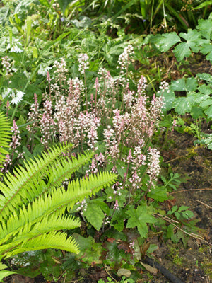 TIARELLA CORDIFOLIA 'OAKLEAF'