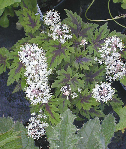 TIARELLA 'SEA FOAM'