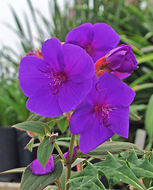 TIBOUCHINA URVILLEANA 'EDWARDSII'