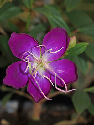 TIBOUCHINA GRANULOSA 'GAZZIE'