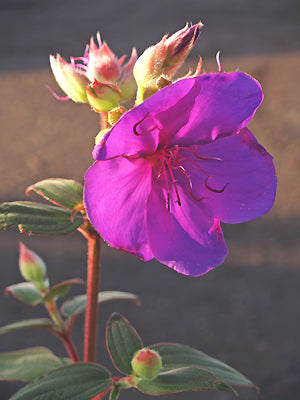 TIBOUCHINA ORGANENSIS