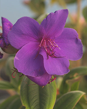 TIBOUCHINA URVILLEANA