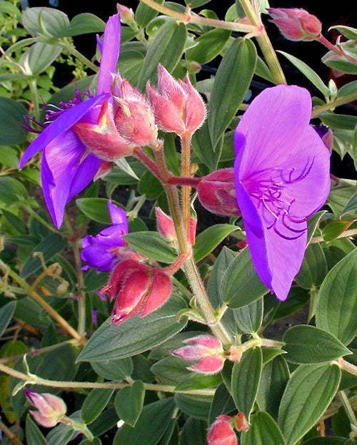 TIBOUCHINA URVILLEANA 'RICH BLUE SUN'