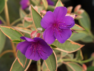 TIBOUCHINA URVILLEANA VARIEGATED