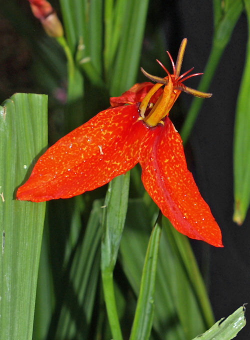TIGRIDIA ORTHANTHA 'RED-HOT TIGER'