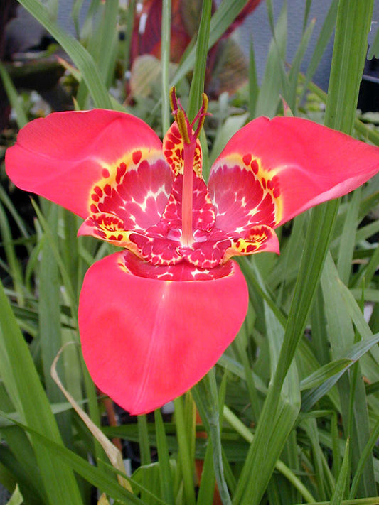 TIGRIDIA PAVONIA