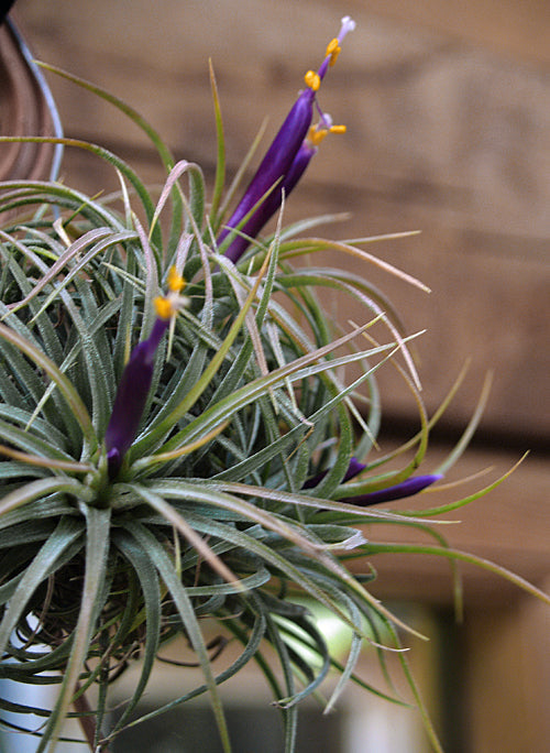 TILLANDSIA IONANTHA