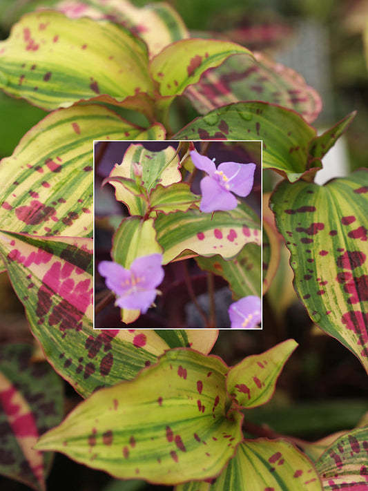 TINANTIA PRINGLEI VARIEGATED
