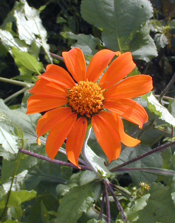TITHONIA ROTUNDIFOLIA RCB RA-W-6