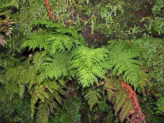 TODEA HYMENOPHYLLOIDES