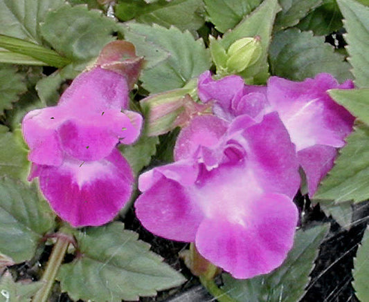 TORENIA 'PINK MOON'