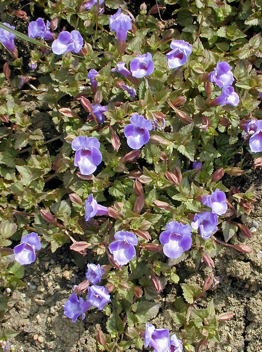 TORENIA 'SUMMER BLUE WAVE'
