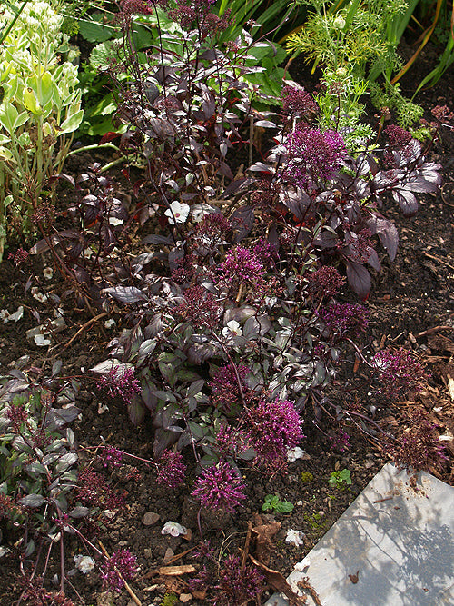 TRACHELIUM CAERULEUM 'BLACK KNIGHT'