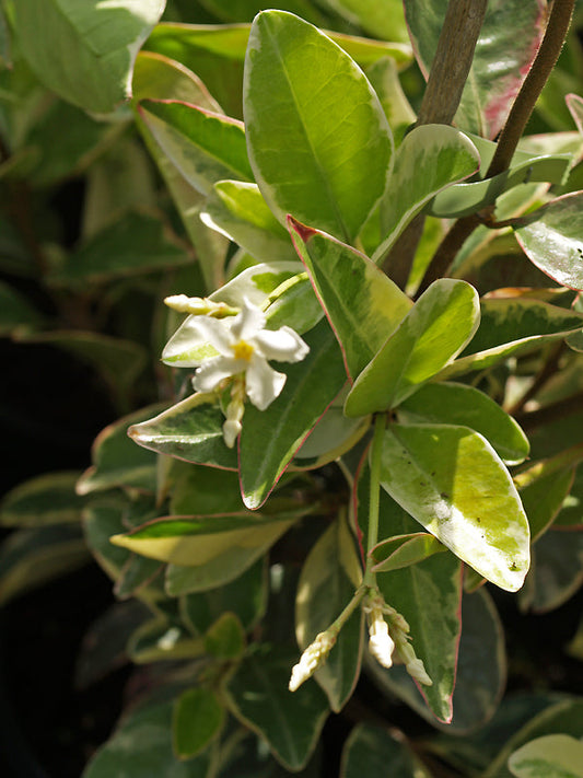 TRACHELOSPERMUM JASMINOIDES 'VARIEGATUM'