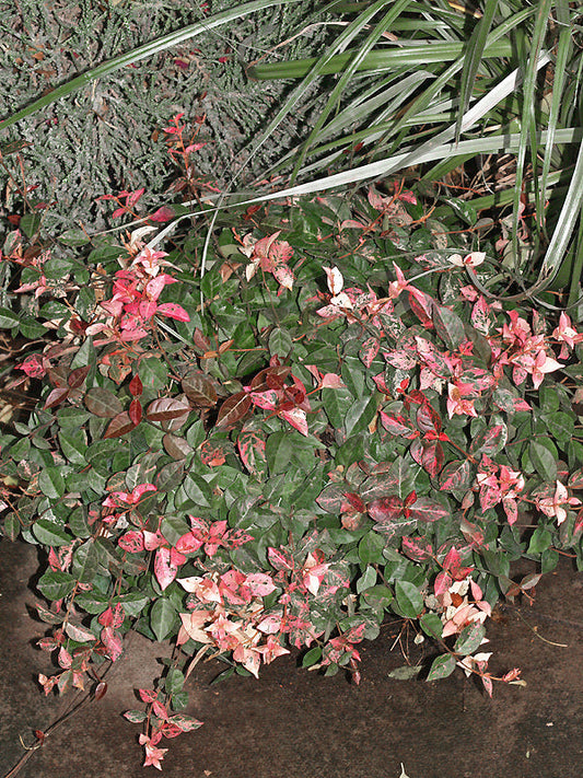 TRACHELOSPERMUM ASIATICUM 'GOSHIKI KAZURA'