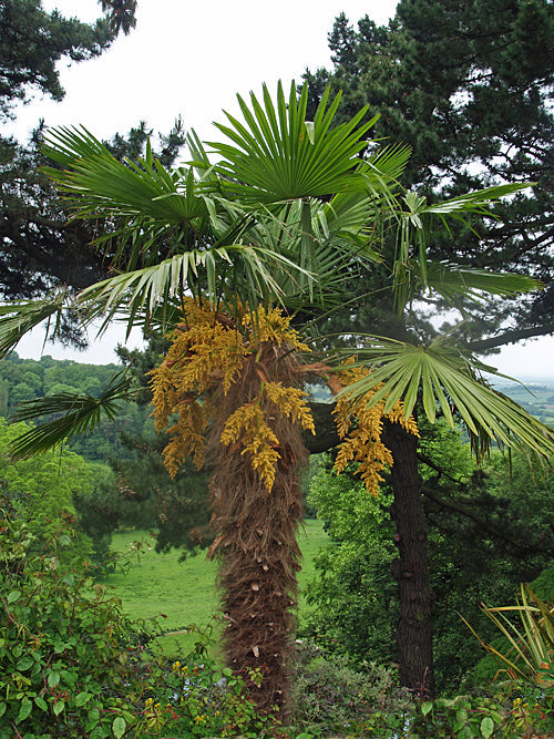 TRACHYCARPUS FORTUNEI