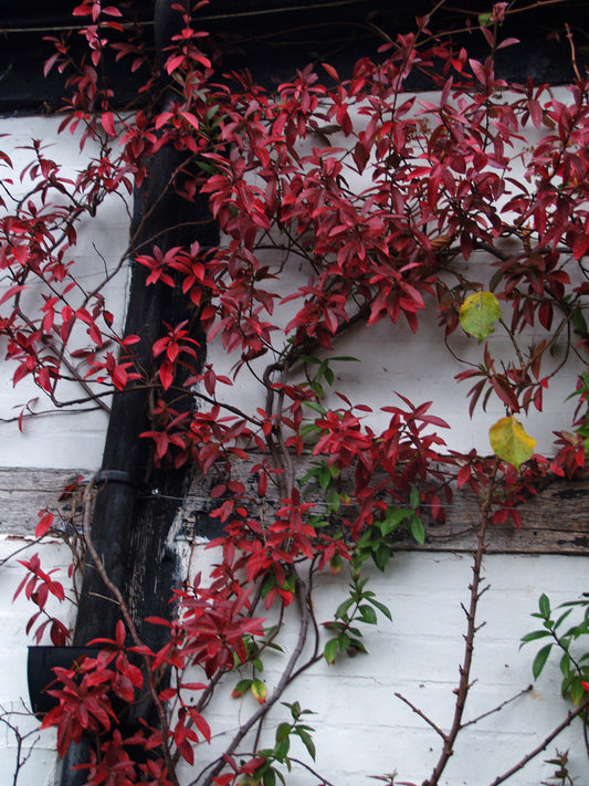 TRACHELOSPERMUM JASMINOIDES 'WILSONII'
