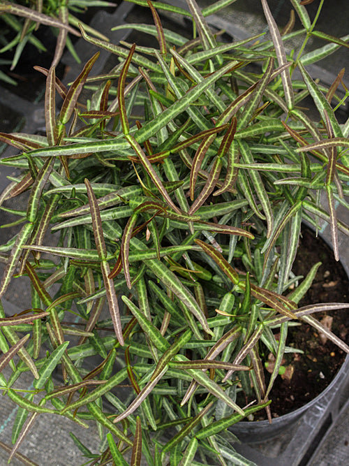 TRACHELOSPERMUM ASIATICUM 'THETA'