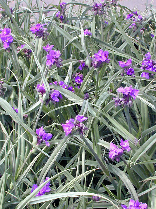 TRADESCANTIA 'CONCORD GRAPE'