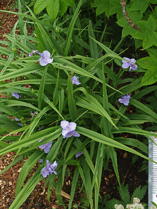 TRADESCANTIA x ANDERSONIANA 'BLABY BLUE'
