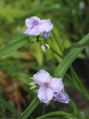 TRADESCANTIA x ANDERSONIANA