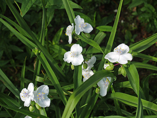 TRADESCANTIA x ANDERSONIANA 'INNOCENCE'
