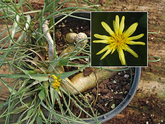 TRAGOPOGON AUREUS