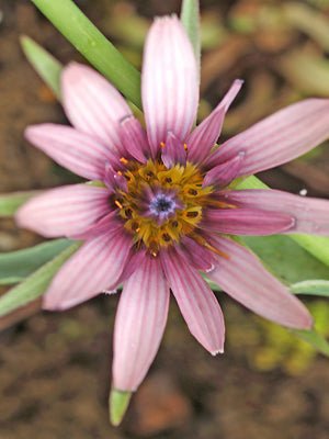 TRAGOPOGON SP. RCB TQ-M-1
