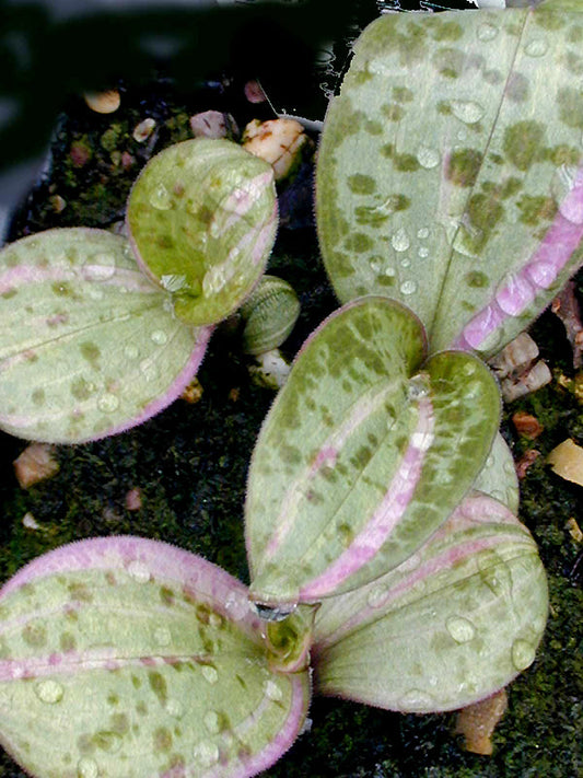 TRICYRTIS AFFINIS 'TRIColour'