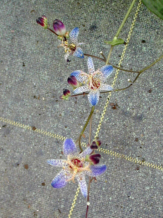 TRICYRTIS FORMOSANA B&SWJ 306