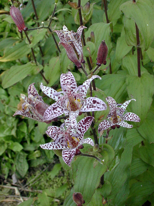 TRICYRTIS FORMOSANA