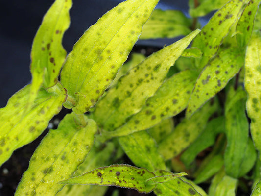 TRICYRTIS HIRTA 'GOLDEN GLEAM'