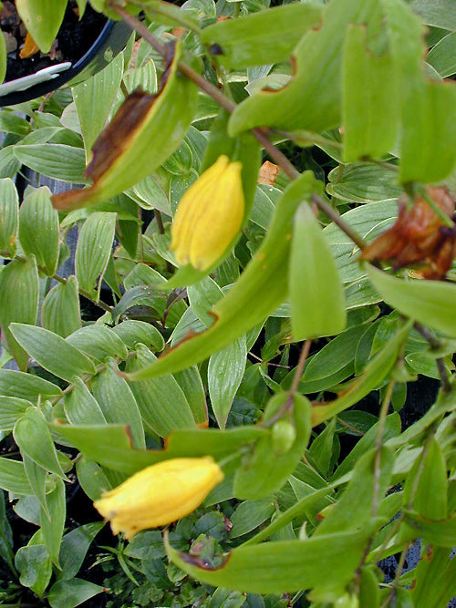 TRICYRTIS ISHIIANA ARGS 2/01 5277