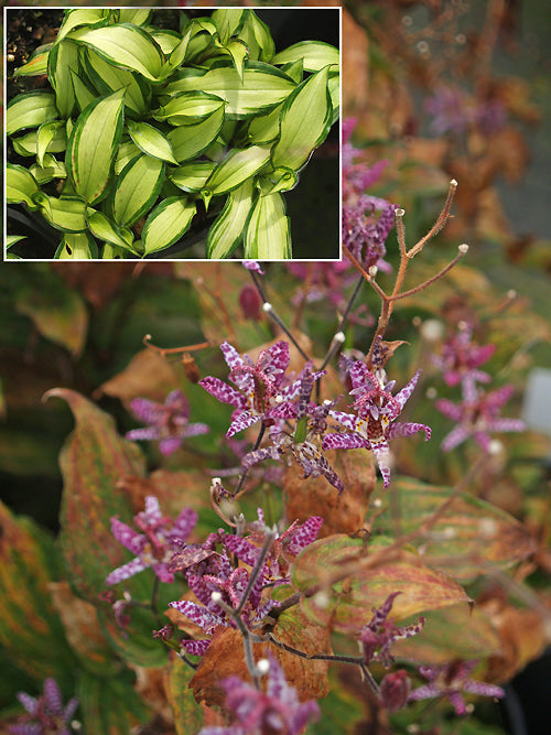 TRICYRTIS FORMOSANA 'KESTREL'