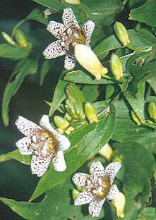 TRICYRTIS 'KOHAKU'