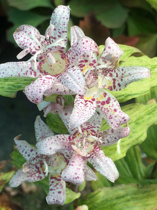 TRICYRTIS 'LIGHTNING STRIKE'