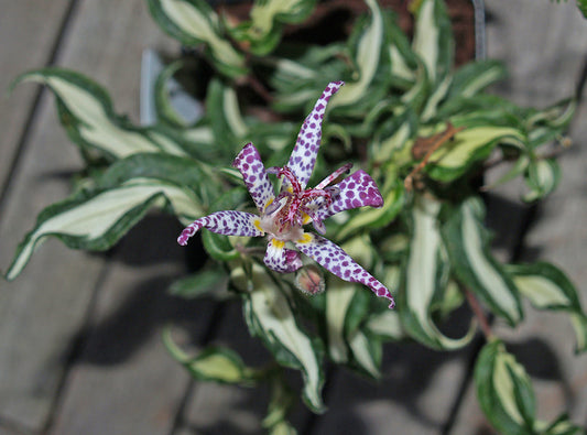 TRICYRTIS 'WHITE WAVES'