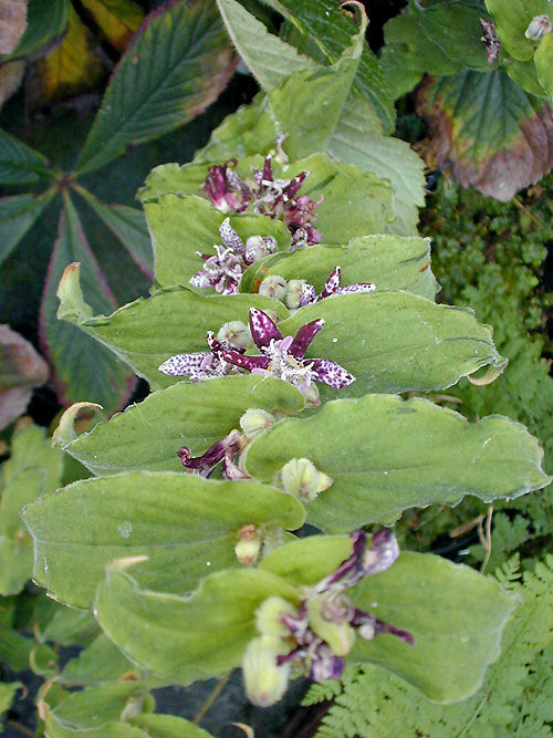 TRICYRTIS HIRTA 'WHITE FLAME'