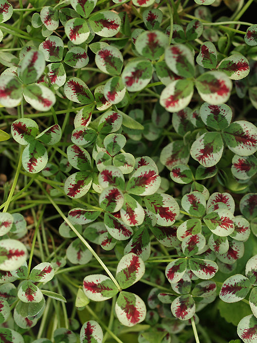 TRIFOLIUM REPENS 'HARLEQUIN'