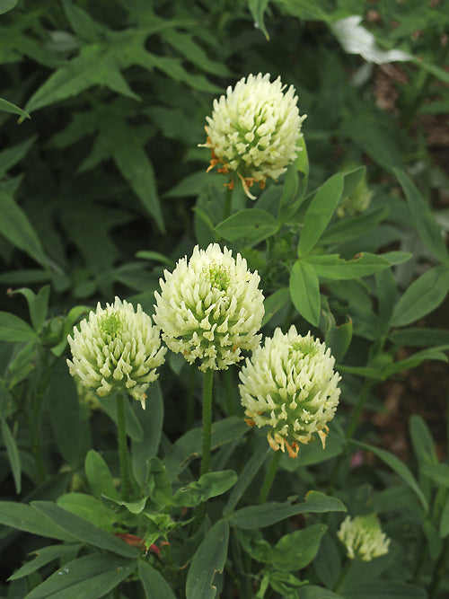 TRIFOLIUM OCHROLEUCON