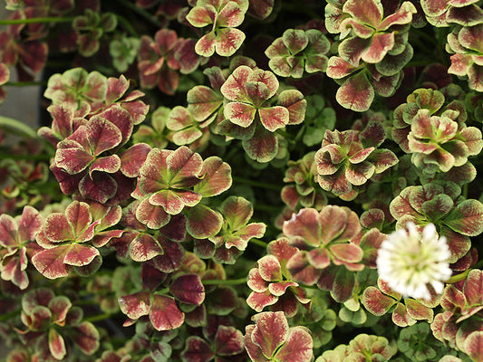 TRIFOLIUM REPENS 'PURPURASCENS QUADRIFOLIUM'