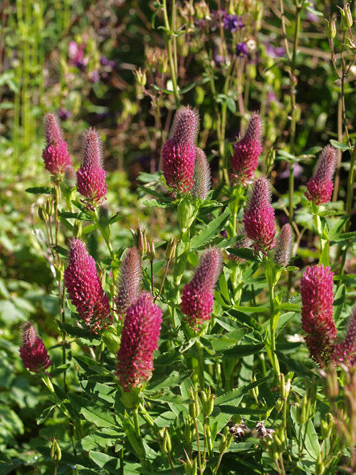 TRIFOLIUM RUBENS