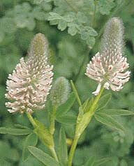 TRIFOLIUM RUBENS 'PEACH PINK'