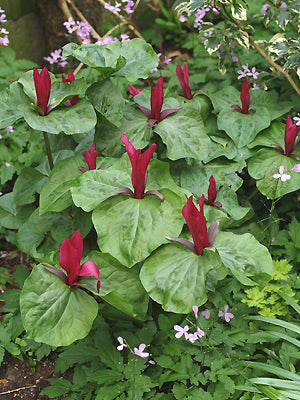 TRILLIUM CHLOROPETALUM var.GIGANTEUM