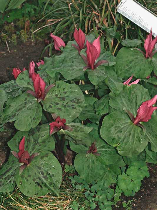 TRILLIUM KURABAYASHII