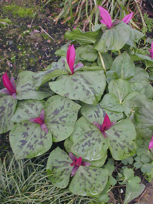 TRILLIUM CUNEATUM