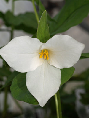 TRILLIUM GRANDIFLORUM