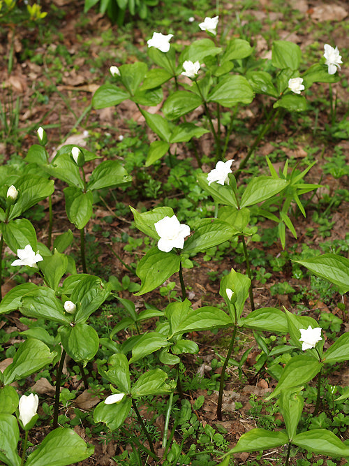 TRILLIUM GRANDIFLORUM 'FLORE PLENO'