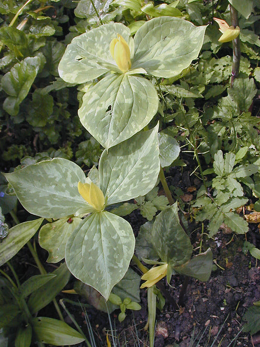 TRILLIUM aff.LUTEUM