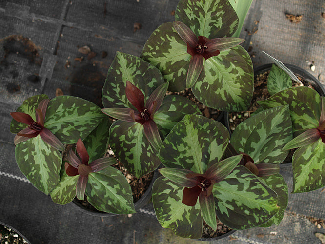 TRILLIUM LUDOVICIANUM